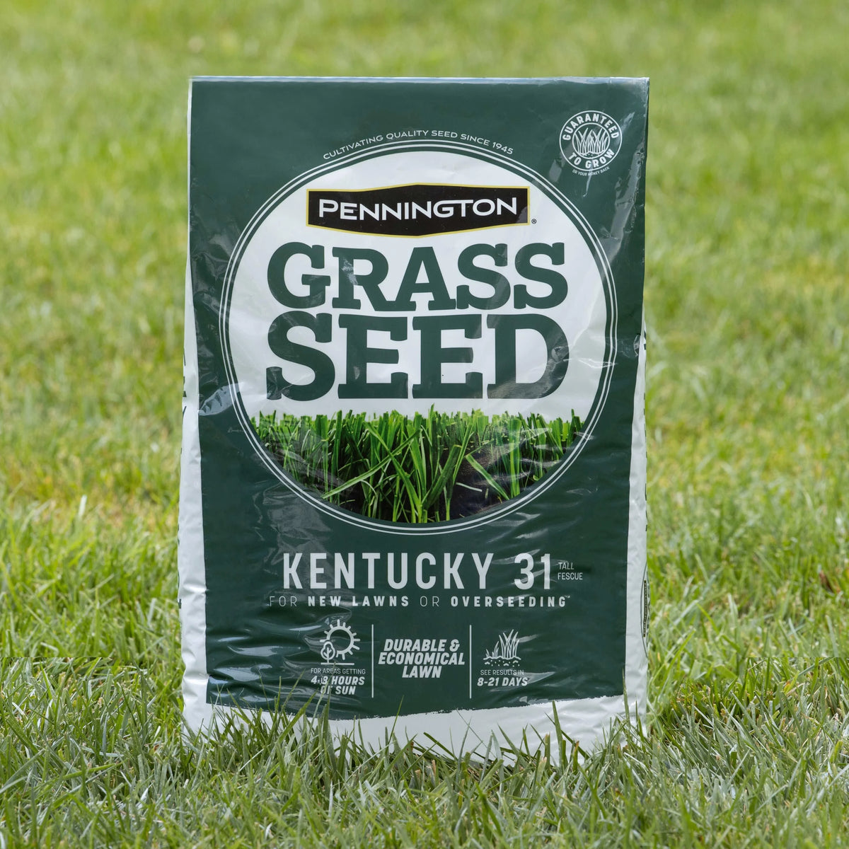 Kentucky 31 Tall Fescue Grass Seed, 20 lb. S94315