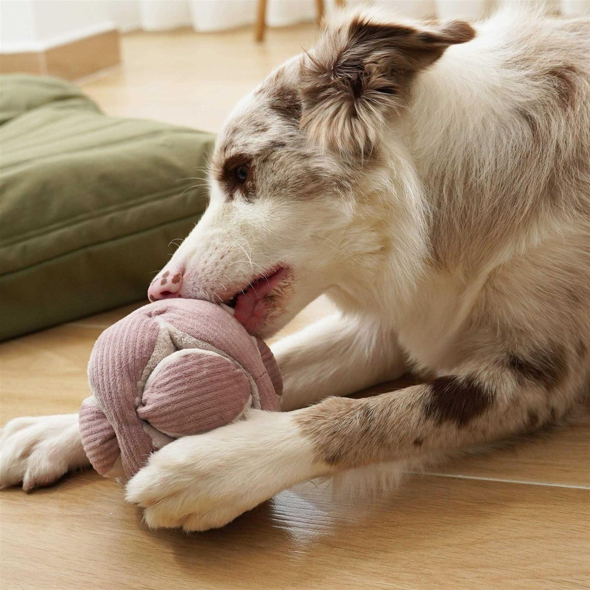 Dog Toy B716444