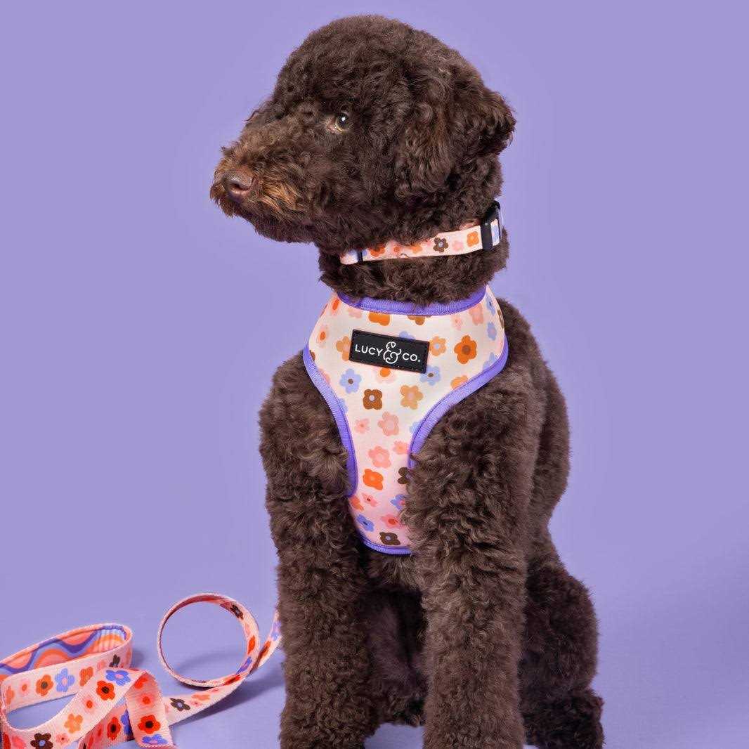 Adjustable Dog Collar D54230