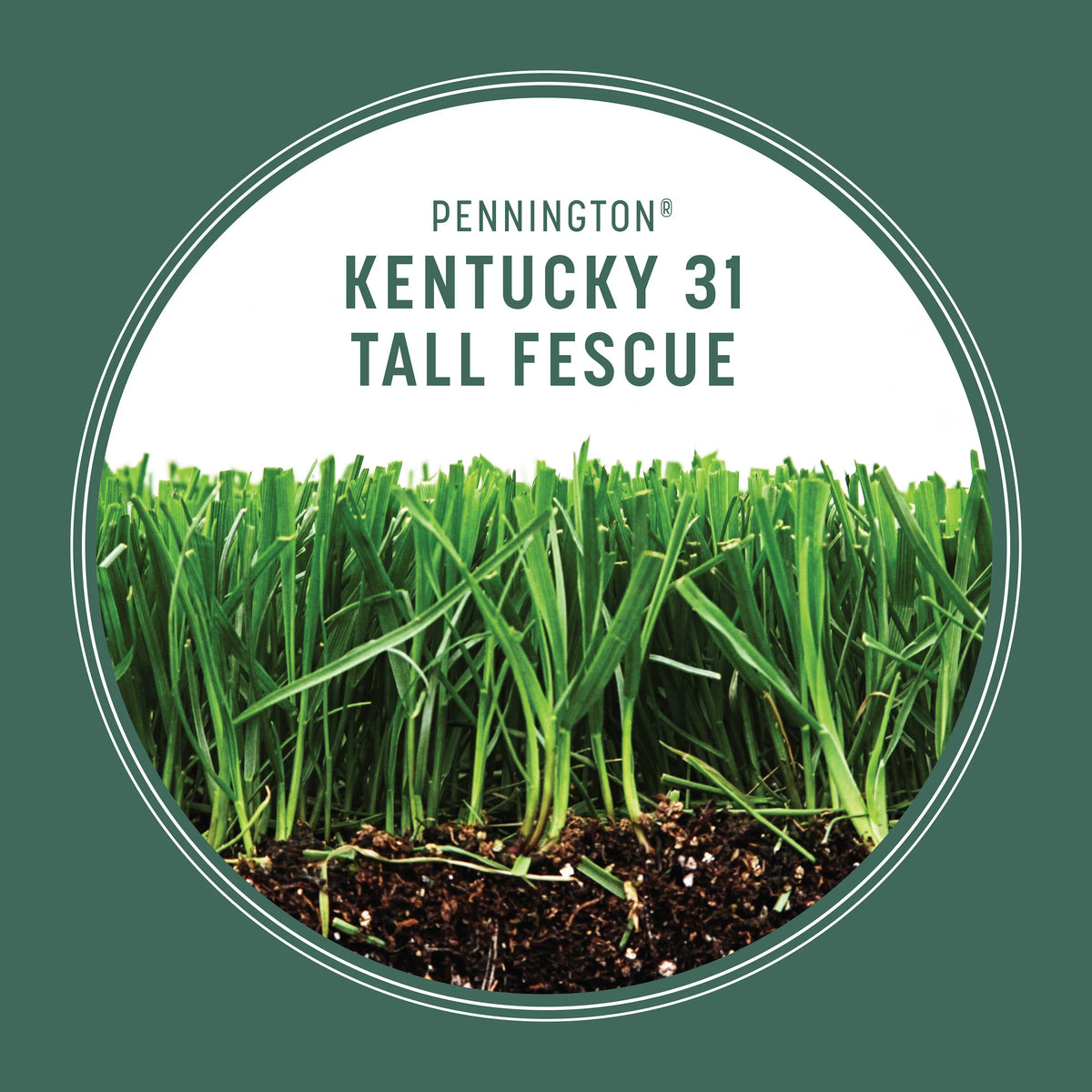 Kentucky 31 Tall Fescue Grass Seed, 20 lb. S94315