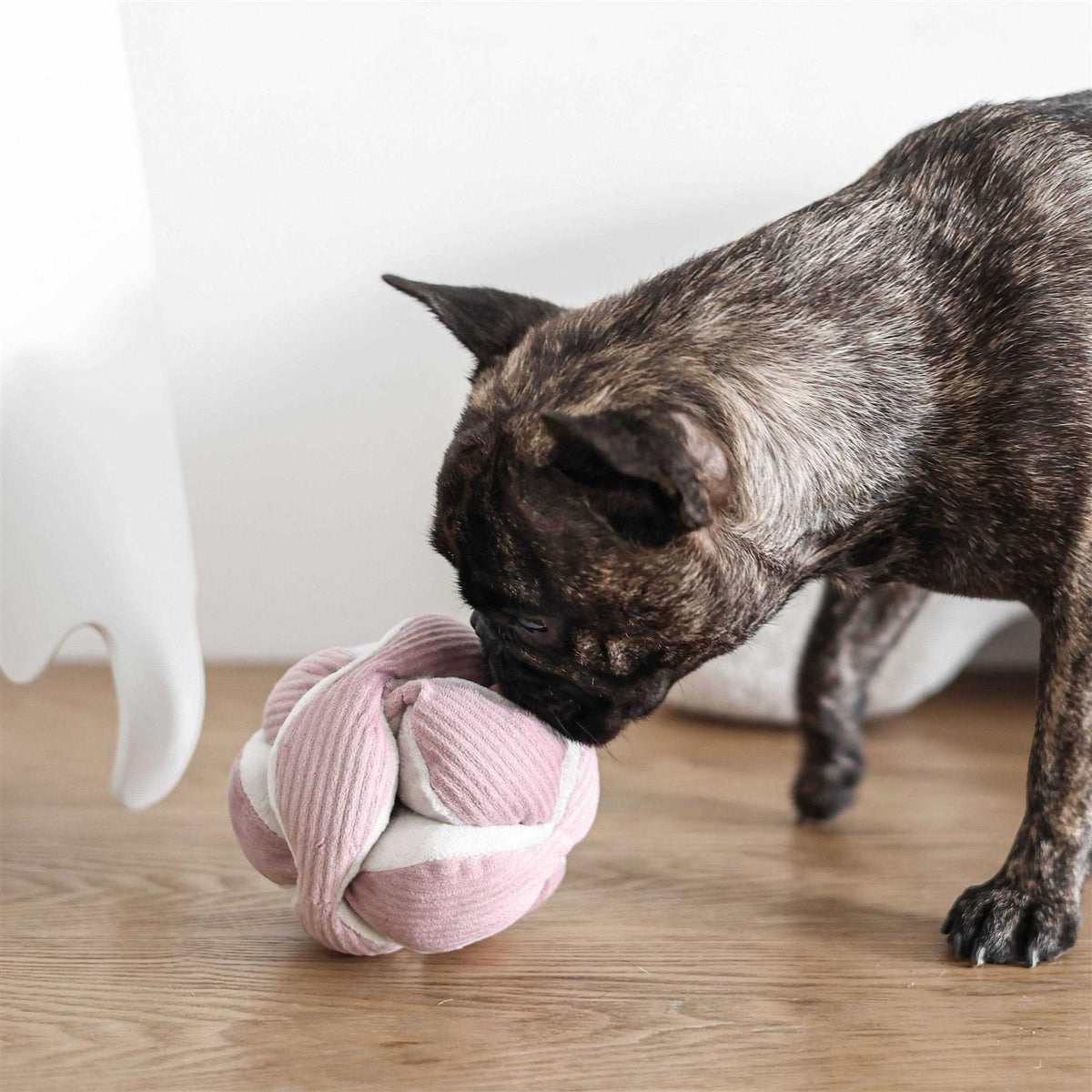 Dog Toy B716444