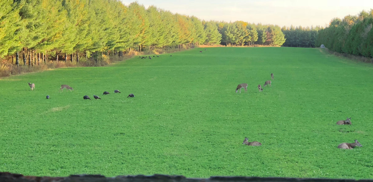 Mega Plot Hunter Series Wild Game Food Plot Seed V120237