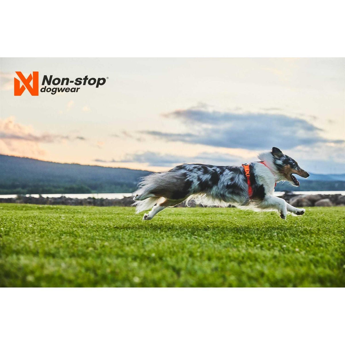 Dog Harness Z9582