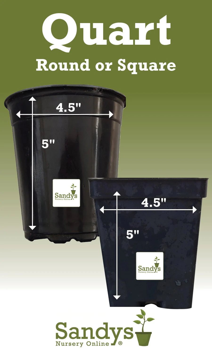 Thuja Evergreen Shrub Quart Pot S18892