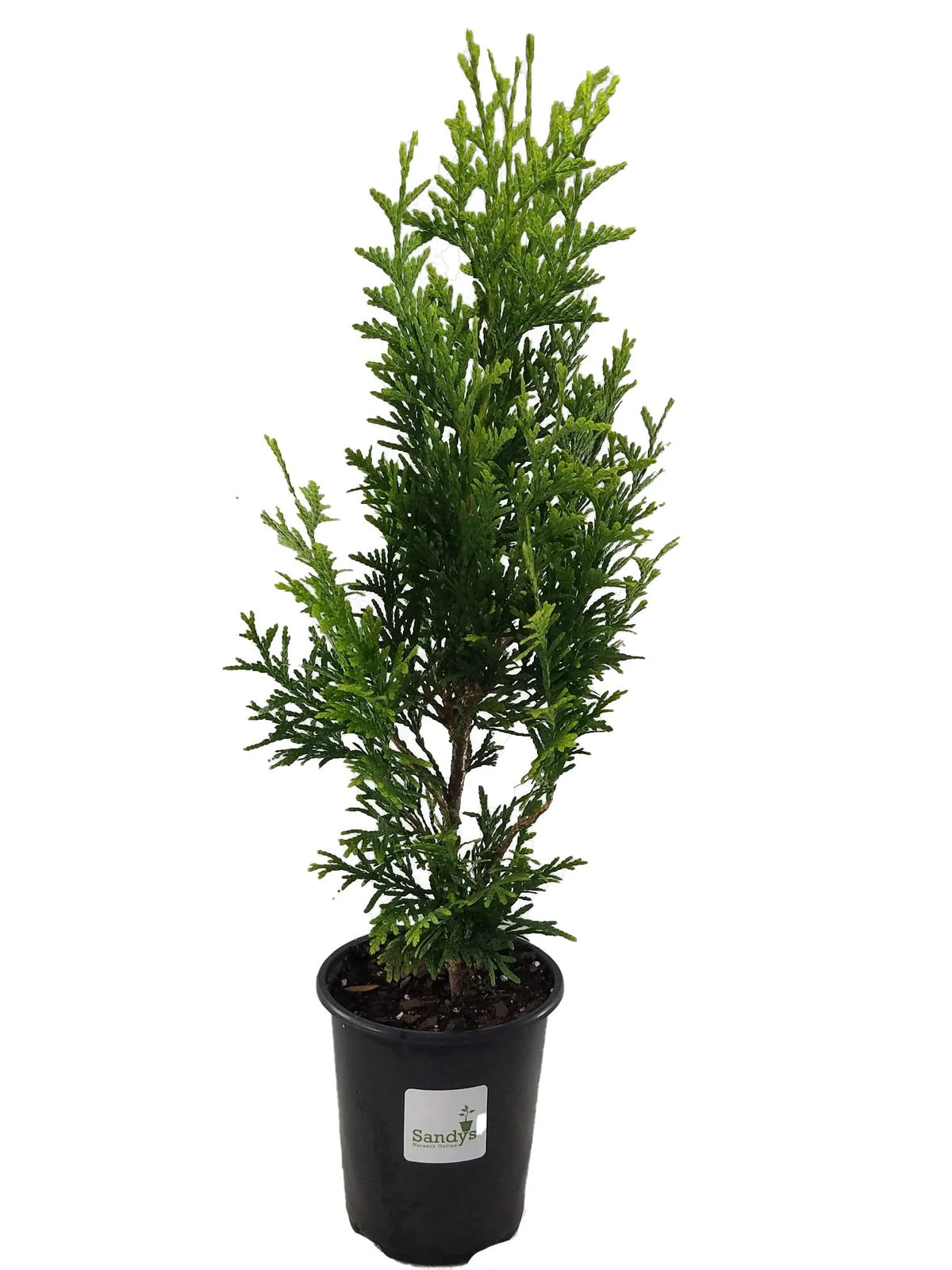 Thuja Evergreen Shrub Quart Pot S18892