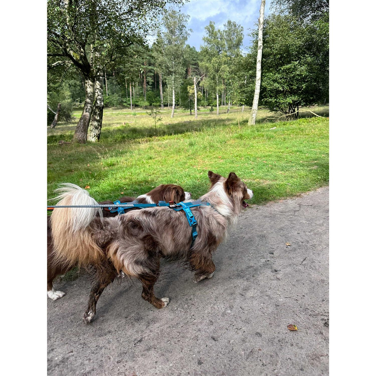 Dog Harness Z9582